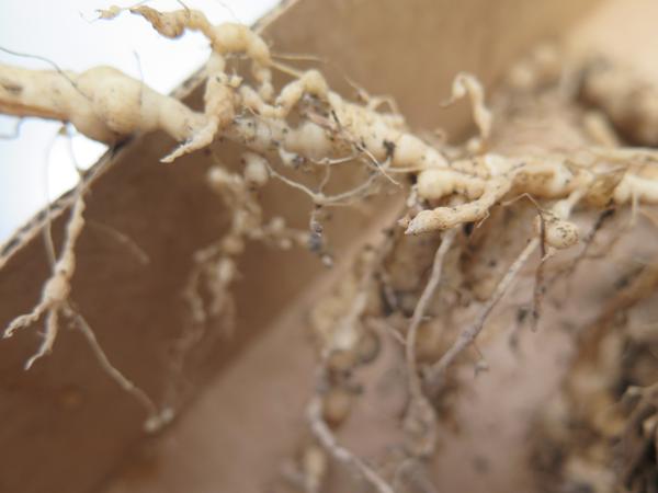 Figure 2. Close-up of "knotted" roots on a tomato plant infected